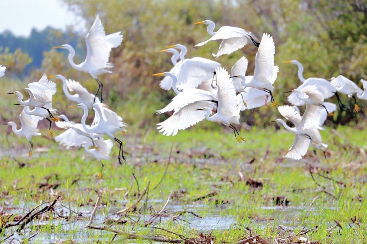 A mixed flock of wading birds takes flight.